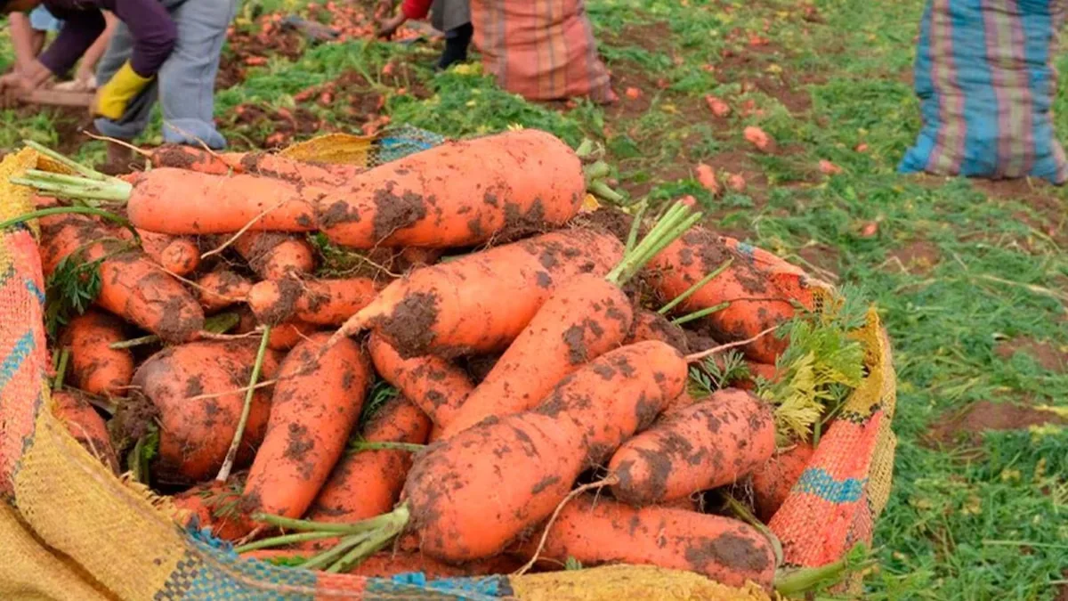 Agricultores dominicanos enfrentan crisis por lluvias e inflación