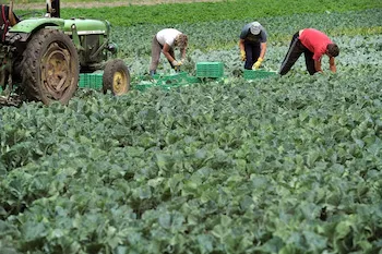 Agricultores dominicanos enfrentan crisis por lluvias e inflación