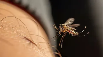 Aumento de casos de dengue en El Salvador: 12 confirmados y más de 1900 sospechosos