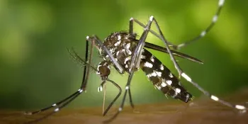 Aumento de casos de dengue en El Salvador: 12 confirmados y más de 1900 sospechosos
