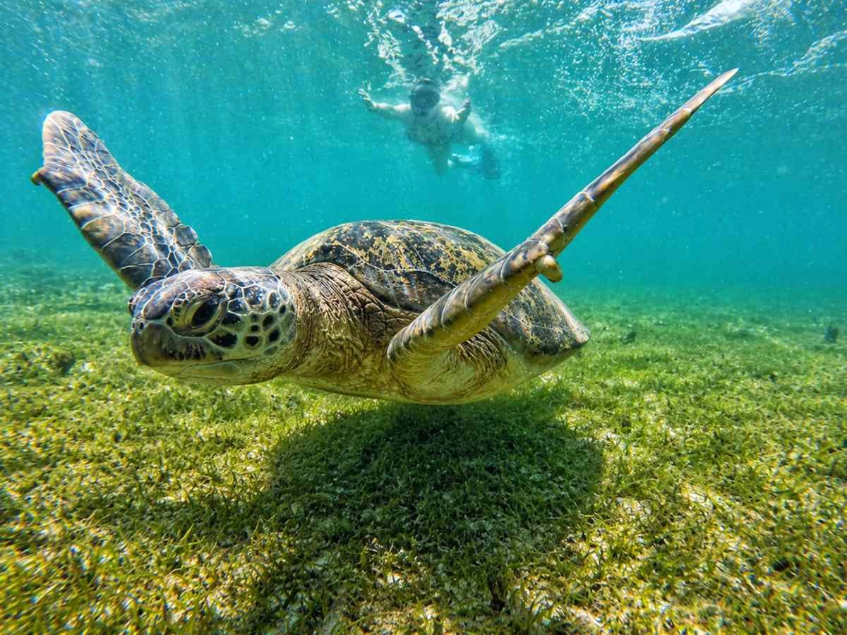 Tortugas marinas ayudan a controlar alga invasora en arrecifes de Hawái