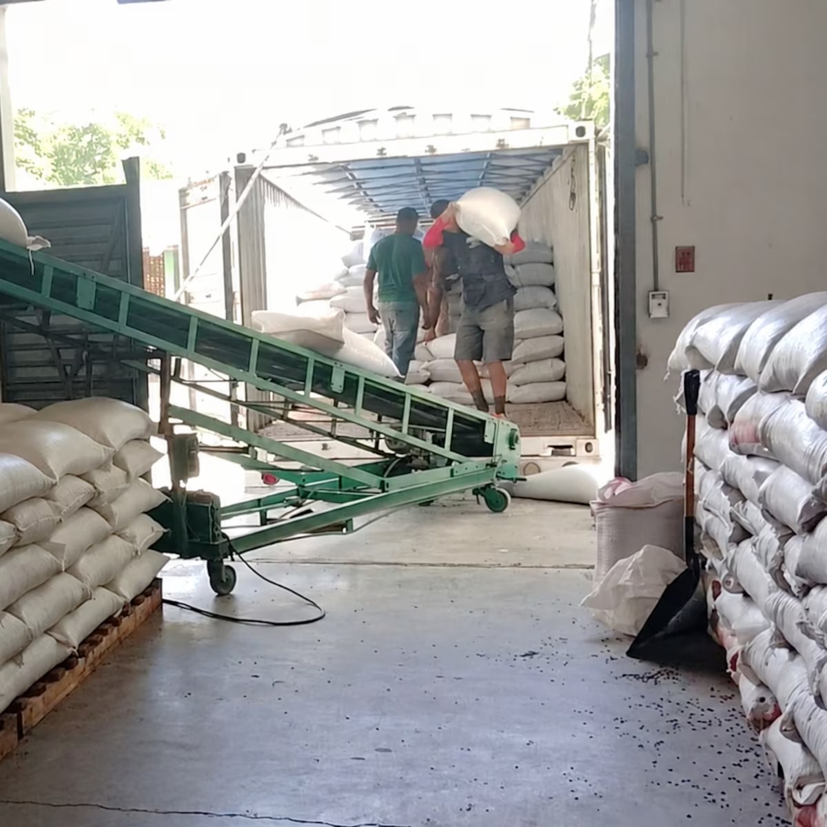 Investigan pérdida de más de 100 mil quintales de granos básicos en Honduras